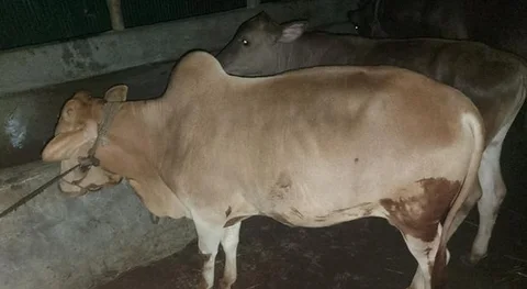 কুরবানির জন্য বিক্রি হবে