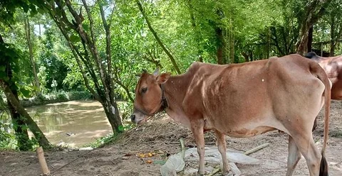 কুরবানীর জন্য গরু