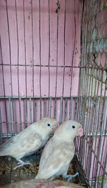 love bird