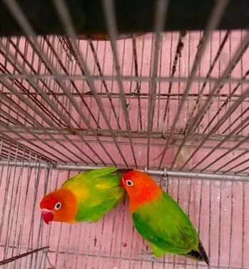 Love Bird