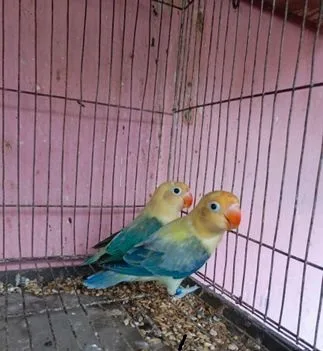 love bird