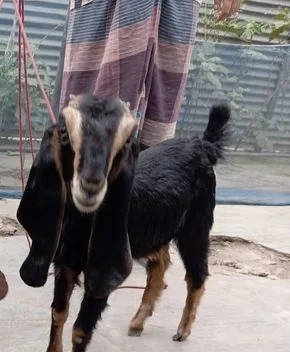 ছাগল