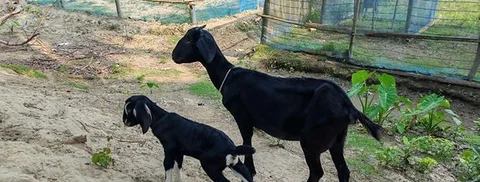দেশি ছাগল