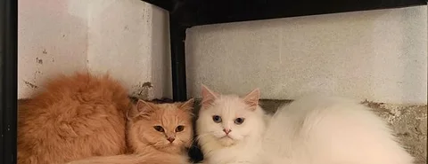 2 male and female
