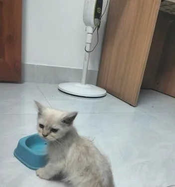 Persian Male Kitten