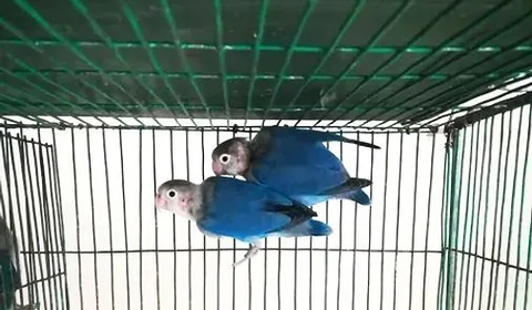 Lovebird and cockatiel bird