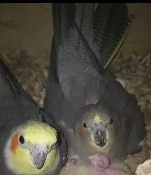 Cockatiel Bird