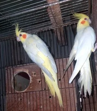 কোকাটেল পাখি,