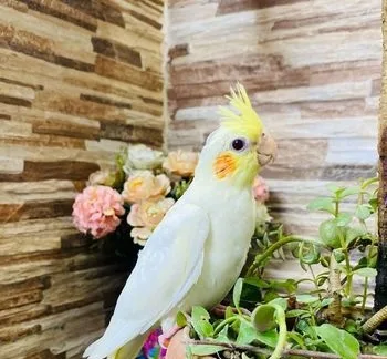 Cockatiel Bird