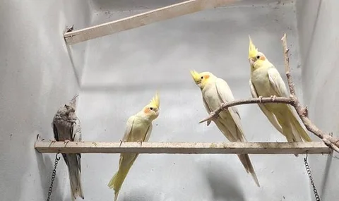cockatiel bird