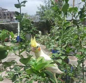 Cockatiel bird