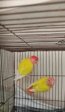 COCKATIEL & LOVE BIRDS