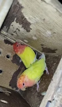 Cockatiel /love Birds