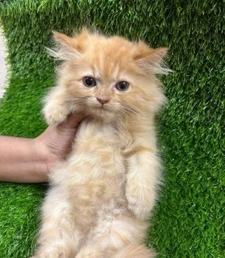 Persian Kittens