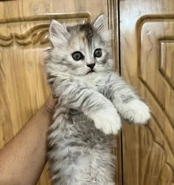 persian male