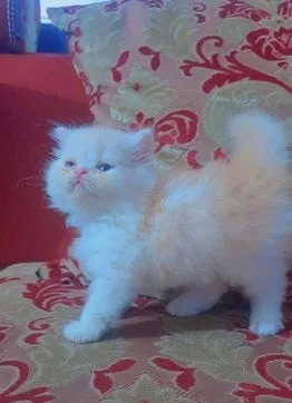 Female Kitten