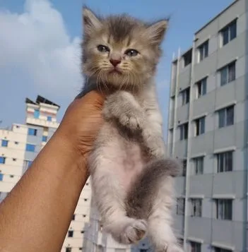 Female Kitten