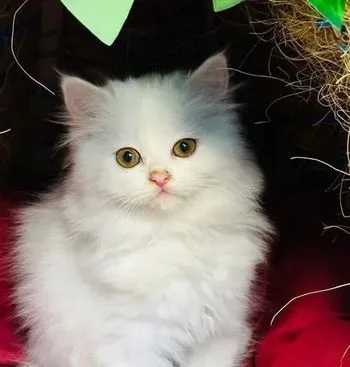 Traditional Persian