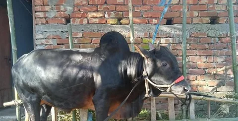 দেশি ষাড়