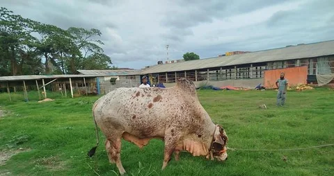 Cow Sale