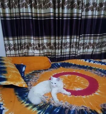 parsian cat
