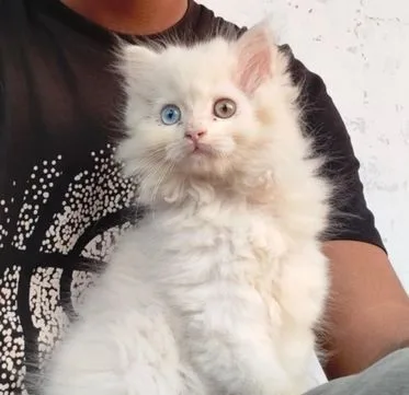 Persian Cat