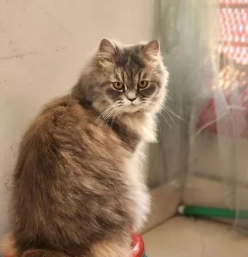 Persian Cat