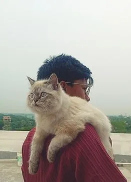 Pure Persian Cat