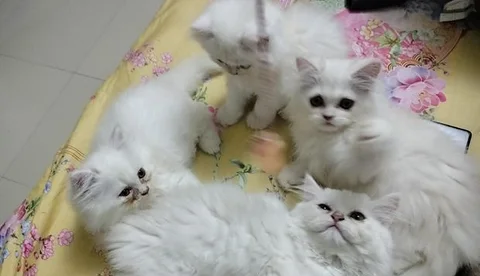 Pure Persian Female Cat
