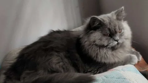 Pure Persian Cat