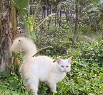 pure Persian cat