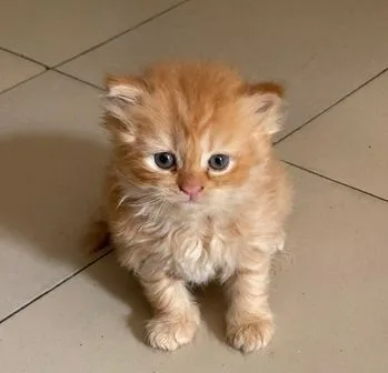 Persian Baby Cat