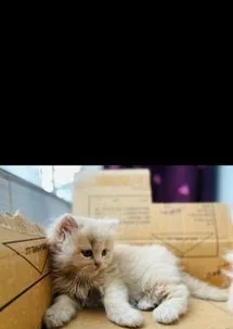 Persian Cat