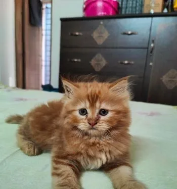 Persian Cat