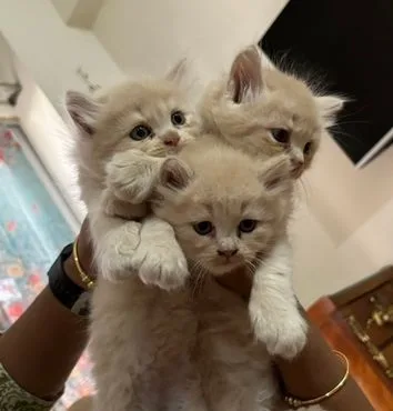 Persian Cat
