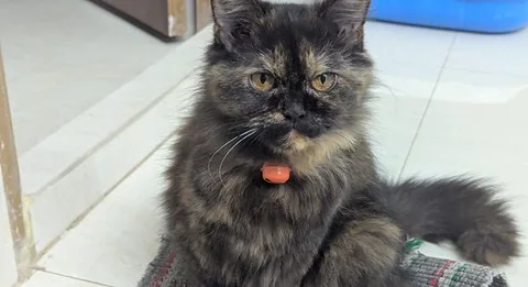 Persian Cat