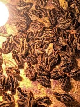 জিরো কোয়েল পাখি