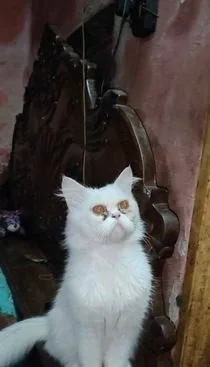 Biral bikri hobe