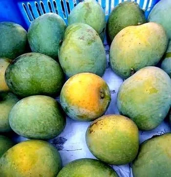 হিমসাগর আম