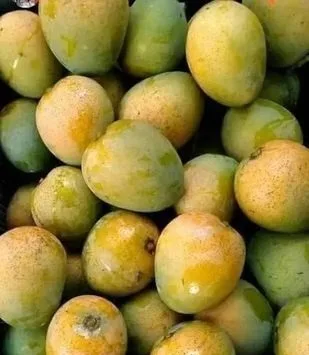 বাগানের হিমসাগর আম