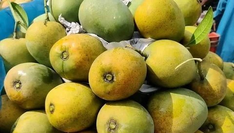 হিমসাগর আম