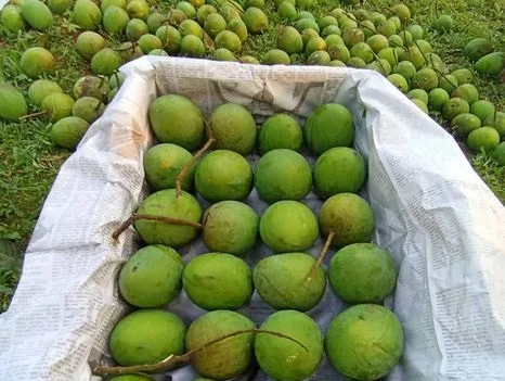 হাড়িভাঙ্গা আম