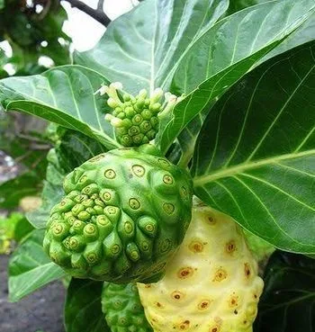 ননী ফল ১ কেজি
