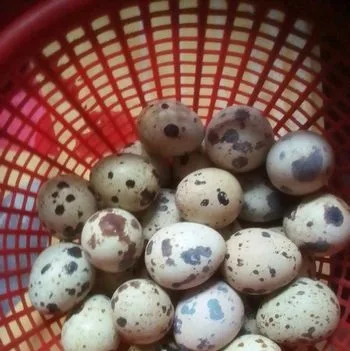 কয়েল পাখির ডিম