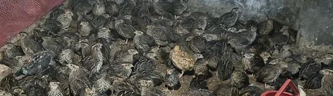 কোয়েল পাখি
