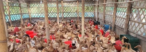 হাঁস