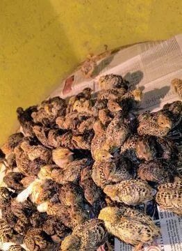 পাখি
