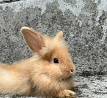 Lionhead