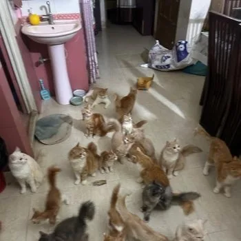 Kitten