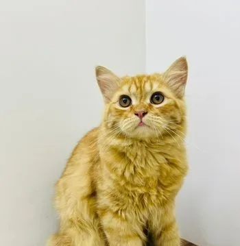 Traditional Persian Kitten